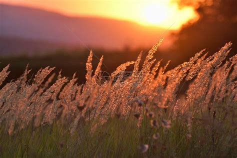夕阳下的草原高清图片下载-正版图片505967004-摄图网
