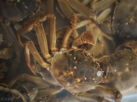 活螃蟹保存10天方法 - 惠农网