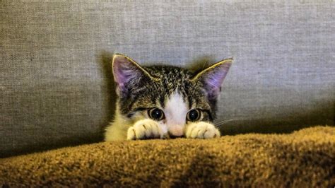 研究称家猫或能记住自己与朋友名字|猫|家猫|英文_新浪新闻