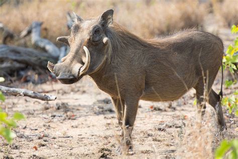 塞多纳著名的猪一样的沙漠居民Javelina也被称为有领野猪高清图片下载-正版图片507345922-摄图网