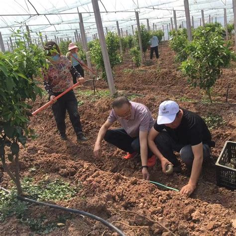 林下魔芋种植技术在楚雄市东华镇开展示范种植-楚雄彝族自治州农业农村局