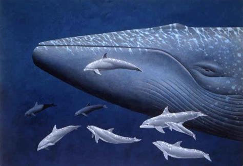 世界上最大的鲸鱼，蓝鲸高33米重181吨(非洲象体重30倍)_小狼观天下