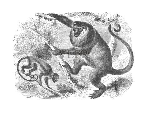 一对金尾吼猴在树上，古董雕刻插图插画图片素材_ID:411633513-Veer图库