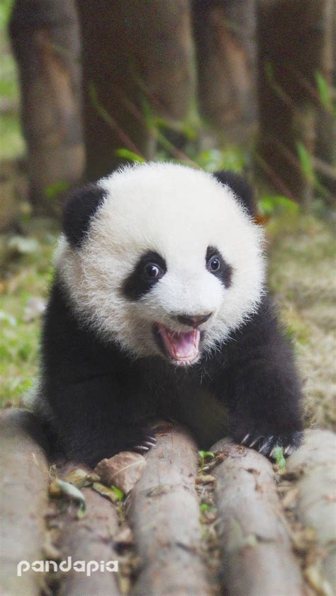 历史上的今天8月27日_1983年世界珍贵动物大熊猫赖以生存的岷山等地箭竹大面积枯死，国务院发出拯救大熊猫的通知。