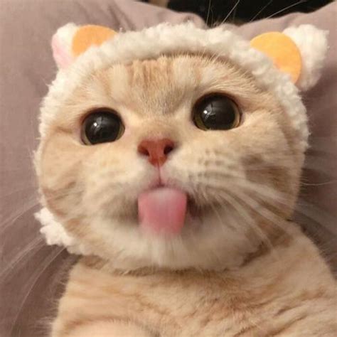 温柔女生猫咪搞笑头像
