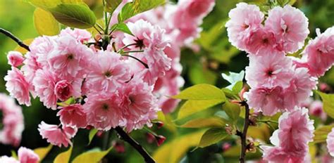 日本晚樱的花语_日本晚樱的寓意和象征是什么？_学习力