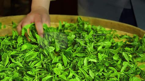 正山堂茶业|普安红茶|贵州茶叶公司就找正山堂普安红茶业公司