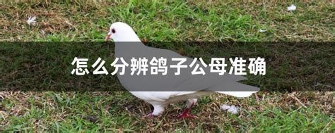 如何辨别出白羽王鸽中的公母鸽，它们各有什么特点，尤其是一两个月大的小鸽子-百度经验