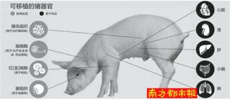 布瑞克中国生猪供需分析报告-2019年4月