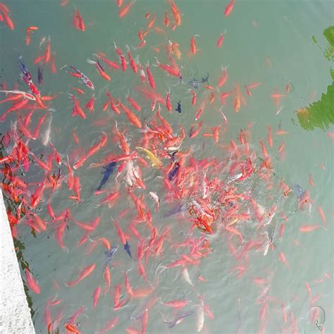 2023广济寺游玩攻略,很安静，和男朋友去喂喂鱼，...【去哪儿攻略】