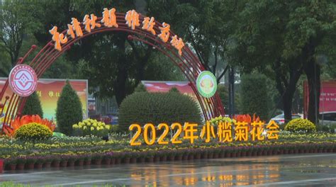 2022年小榄菊花会开展，28处菊艺造景邀你来打卡