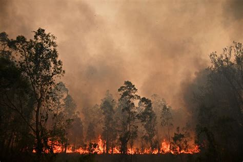 悉尼地区面临“灾难性”的森林大火威胁--中国数字科技馆