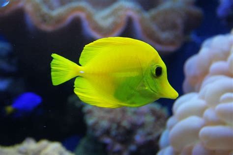 黄色热带鱼图片 - PSD素材网