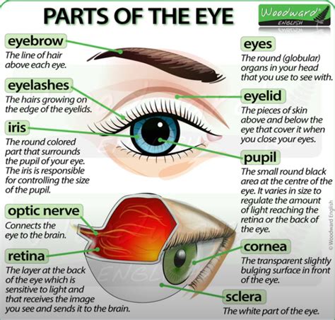 眼睛各部分的英语名称 - 知乎