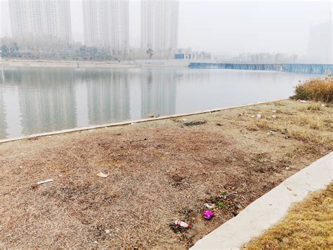 郑州贾鲁河生态旅游带中牟段大面积绿植枯黄 成为河岸一“景”