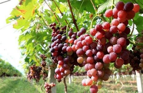 玉环：早熟葡萄已上市，农户丰收喜眉梢