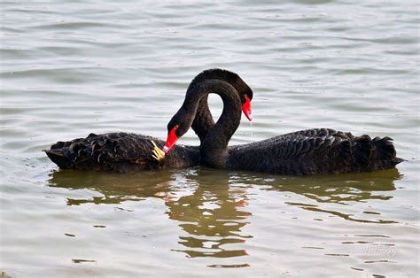 浪漫的两只天鹅，爱情的象征素材-高清图片-摄影照片-寻图免费打包下载