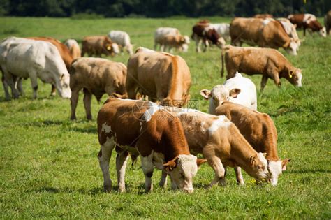 奶牛和公牛在牧场高清图片下载-正版图片504835007-摄图网