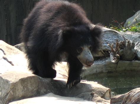 在森林中遇到野生棕熊被狂追 - 神秘的地球 科学|自然|地理|探索