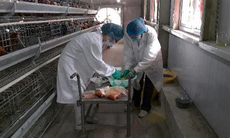 【暑期实践】赴河北涿州基地鸡场生产实习