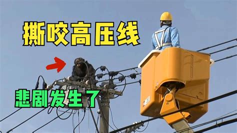 监控恐怖一幕，猩猩疯狂撕咬高压线，下1秒直接被电成竹竿！_腾讯视频