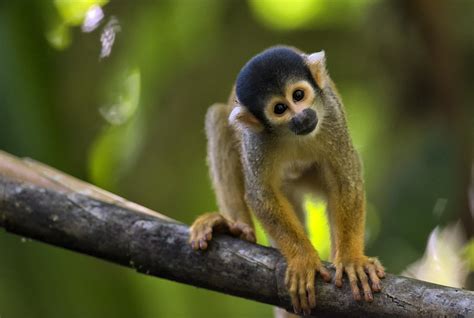 松鼠猴,亚马逊雨林,亚马逊地区,树栖动物,树冠,自然,野生动物,水平画幅,无人,猴子,摄影素材,汇图网www.huitu.com