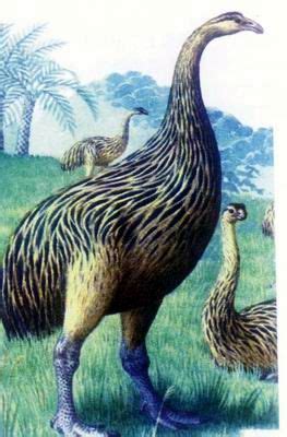 《国家地理》史前掠食动物：恐鸟