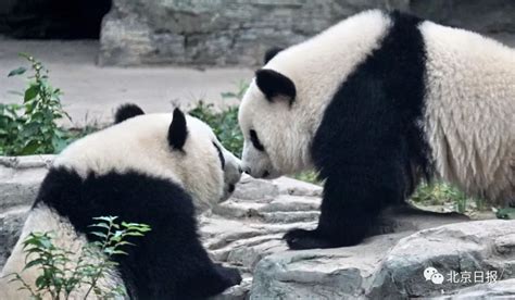 十月龄大熊猫“公主仔”有名字啦：取名“七七”_手机新浪网