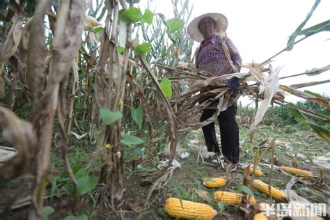 一家人农忙收玉米，小伙一车一车往家里拉，收获的季节真喜人_凤凰网视频_凤凰网