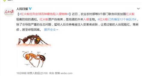 红火蚁位列全球百种最危险入侵物种名单 已入侵国内10余省-闽南网