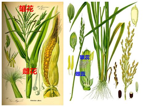 生科学院杨仲南、朱骏课题组发现具有育种价值的水稻温敏雄性不育遗传新位点