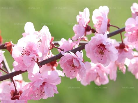 春天红色桃花绽放高清图片下载-正版图片500000925-摄图网
