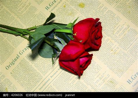 两枝红玫瑰高清图片下载_红动中国