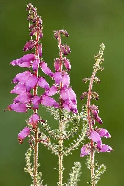 Dorset Heath (Erica ciliaris); very rare plant in UK #5292850
