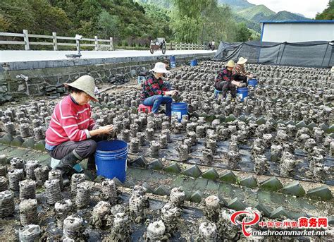 【陕西:柞水县105个大棚木耳喜获丰收| 近日】_傻大方