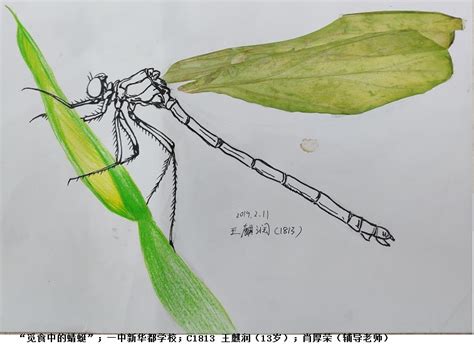 “画虫话虫”作品展丨王麒润《觅食中的蜻蜓》