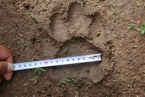 东北虎豹等极度濒危物种在吉林实现种群恢复性增长凤凰网长春_凤凰网