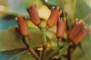 丁香的花语及其生长习性-168鲜花速递网