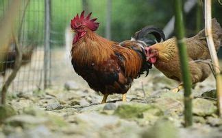 禽类啄癖是怎么回事,鸡发生啄癖时常常会发生啄食 - 品尚生活网