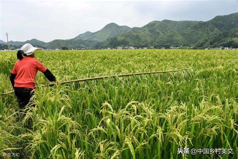 中国第五大发明：杂交水稻-国际稻都
