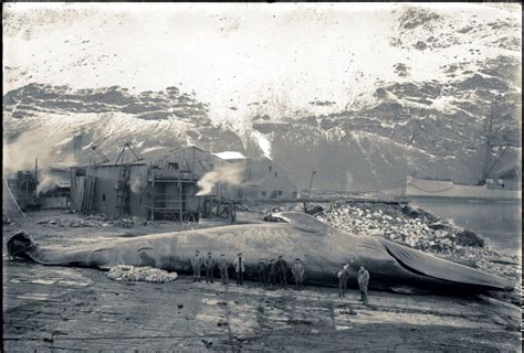 美国捕鲸史：19世纪中叶的黄金时代 700多艘捕鲸船纵横海洋