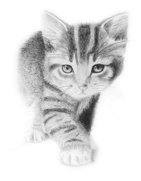 猫的素描头像图片