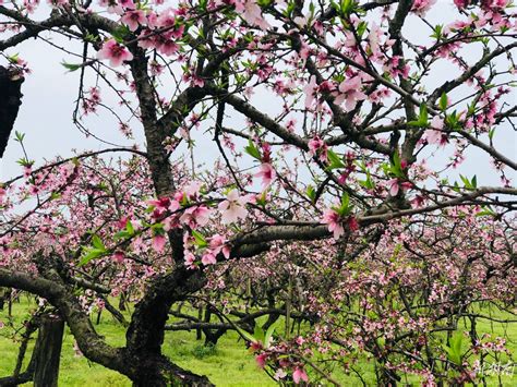 桃花是什么季节开的怎么养-绿宝园林网