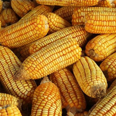 各地玉米最新价格（12.12）|玉米|玉米收购价|挂牌_新浪新闻