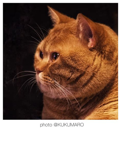 桔猫橘猫摄影图__其他生物_生物世界_摄影图库_昵图网nipic.com