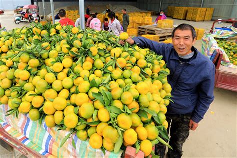 柑橘成熟季 果农采摘忙 - 汉中市汉台区人民政府