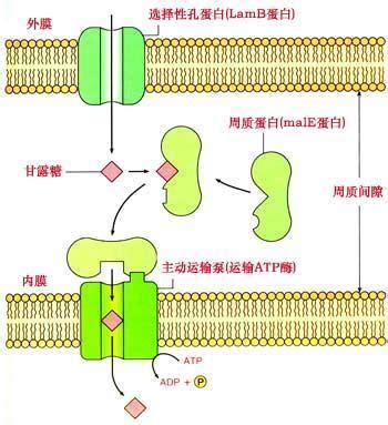 细胞外基质图片,细胞外基质,细胞内液和细胞外液图_大山谷图库