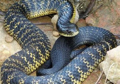 世界上最毒的蛇排名, 世界十大最毒的蛇|贝尔|海蛇|世界_新浪新闻