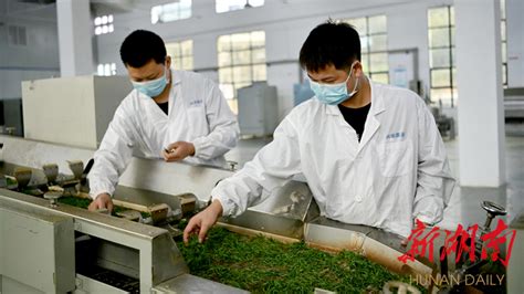 常宁：“订单农业”助推“塔山茶”高质量发展 - 新湖南客户端 - 新湖南