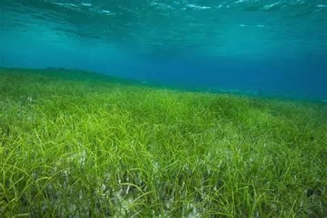 海草床